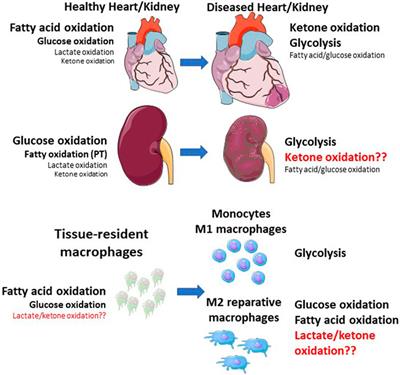 Targeting immunometabolism during cardiorenal injury: roles of conventional and alternative macrophage metabolic fuels